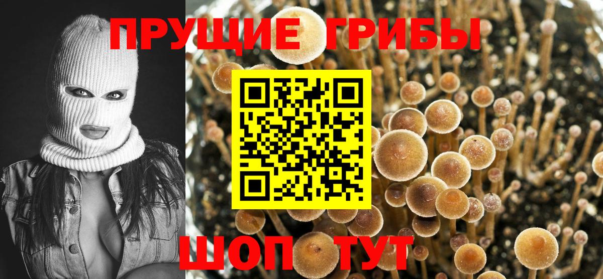 Псилоцибиновые грибы Cubensis Орёл